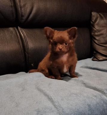Langharig choco chihuahua teefje beschikbaar voor biedingen