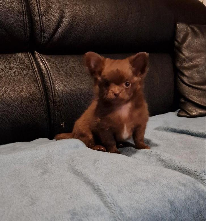 Langharig choco chihuahua teefje, Dieren en Toebehoren, Honden | Chihuahua's en Gezelschapshonden, Teef, Chihuahua, Fokker | Hobbymatig