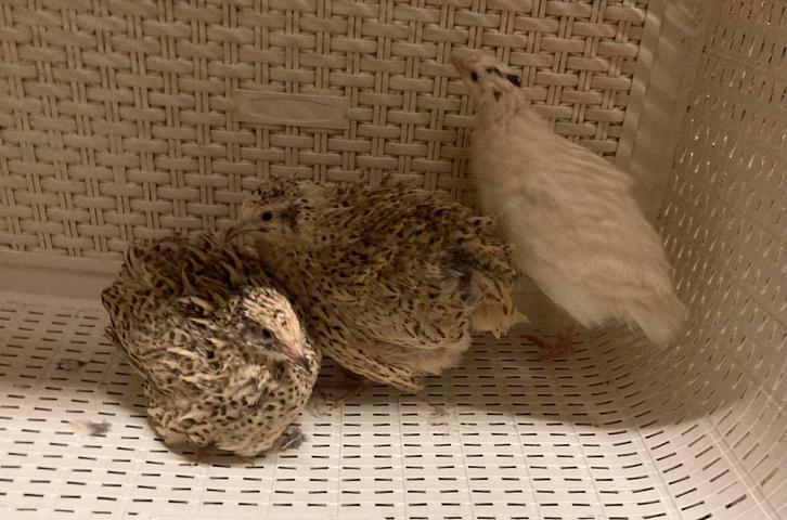 2 japanse vrouw en 1 texas man kwartel, Dieren en Toebehoren, Pluimvee, Overige soorten, Meerdere dieren