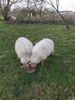 2 gezonde ooien te koop., Dieren en Toebehoren, Schapen, Geiten en Varkens