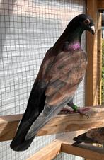 Kleurpostduif doffer, Dieren en Toebehoren, Mannelijk, Postduif