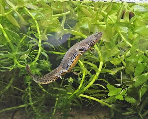 Italiaanse alpenwatersalamanders (ichtyosaura alpestris apua, Animaux & Accessoires, Reptiles & Amphibiens, Amphibien, 0 à 2 ans