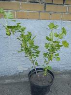 kruisbes, Tuin en Terras, Vaste plant, Fruitplanten, Ophalen