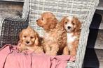 Cavapoo pups, Dieren en Toebehoren, Honden | Niet-rashonden, België, 15 weken tot 1 jaar, Parvo, Meerdere
