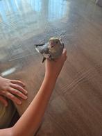 Tamme valkparkiet, Dieren en Toebehoren, Geslacht onbekend, Parkiet, Geringd