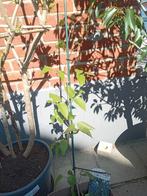 Caryoteris new bleu, Tuin en Terras, Ophalen