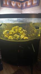 Hoek aquarium 300L met interne filter, Ophalen, Zo goed als nieuw