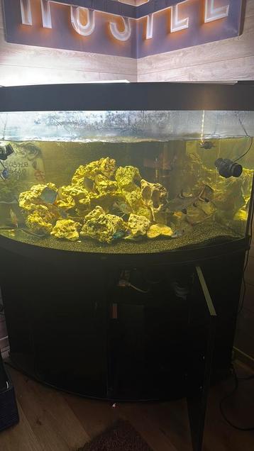 Hoek aquarium 300L met interne filter beschikbaar voor biedingen