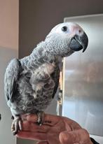 Grijze roodstaarten, Dieren en Toebehoren, Geslacht onbekend, Papegaai, Geringd