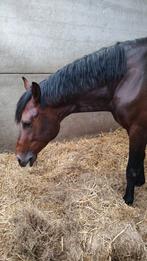 Chevaux d'obstacles de qualité., Animaux & Accessoires, Chevaux, Jument, Débourré