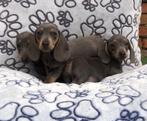 teckel pups dwerg en standaard pups, Dieren en Toebehoren, 8 tot 15 weken, CDV (hondenziekte), Dwerg, Meerdere