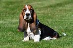 Basset Hound pups te koop, 15 weken tot 1 jaar, Reu, Basset, Buitenland
