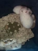 Konijn, Animaux & Accessoires, Nourriture pour Animaux, Enlèvement ou Envoi, Rongeur ou Lapin