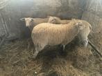 Ramlammeren te koop, Dieren en Toebehoren, Mannelijk, Schaap, 0 tot 2 jaar