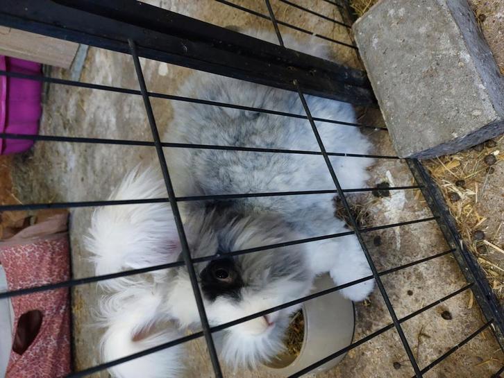 Koppel Engelse Angora's, Dieren en Toebehoren, Konijnen