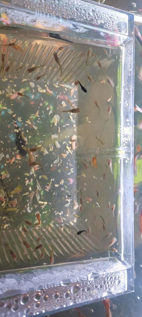 Baby cuppy vissen, Dieren en Toebehoren, Vissen | Aquariumvissen