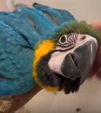 Super tamme jonge blauw gele ara, Dieren en Toebehoren, Geslacht onbekend, Papegaai, Pratend
