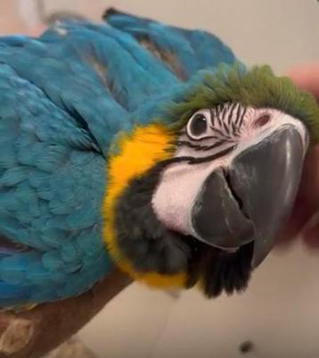 Super tamme jonge blauw gele ara beschikbaar voor biedingen