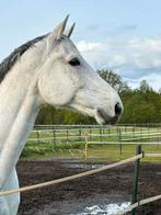 Recreatie/springpaard, Dieren en Toebehoren, Paarden, Recreatiepaard