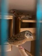 Koppel bandvinken, Dieren en Toebehoren