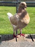 Kingduiven, Dieren en Toebehoren, Vogels | Duiven, Overige soorten