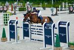 Ruiter heeft stallen vrij training, verkoop of co ownership, Dieren en Toebehoren, Paarden, Springpaard