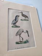 Oude litho vogels, Ophalen of Verzenden