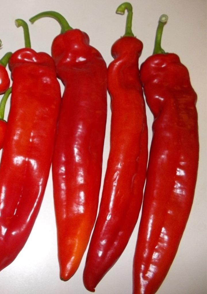 5 zaden zeer grote puntpaprika Aconcagua, Tuin en Terras, Bloembollen en Zaden, Zaad, Voorjaar, Verzenden