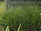 siergras, Tuin en Terras, Planten | Tuinplanten, Ophalen, Vaste plant, Siergrassen, Halfschaduw