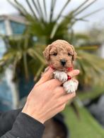 Prachtige mini maltipoo pups (mini maltezer x toy poedel), België, Overige rassen, CDV (hondenziekte), 8 tot 15 weken