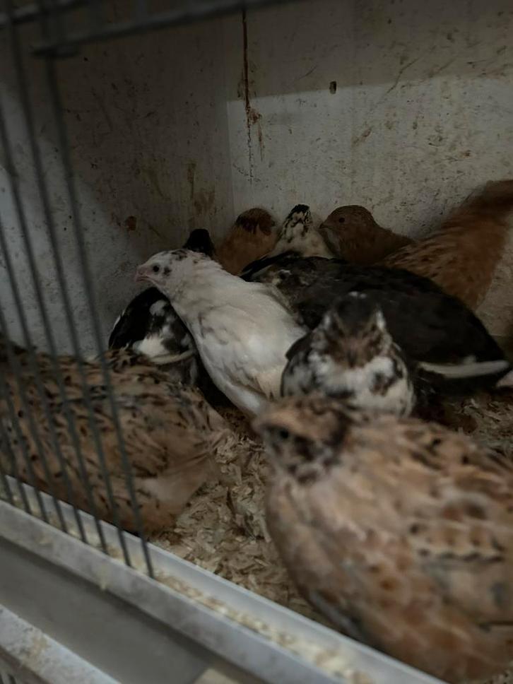 Japanse kwartels verschillende kleuren, Dieren en Toebehoren, Pluimvee, Overige soorten, Meerdere dieren