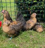 Baarkrielen in kwartel kleur, Dieren en Toebehoren