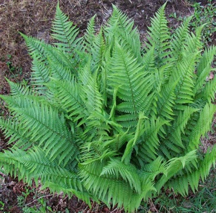 Dryopteris of mannetjesvaren, Tuin en Terras, Planten | Tuinplanten, Halfschaduw, Herfst, Ophalen