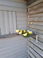 Kanaries uit buitenvoliere 2025, Dieren en Toebehoren