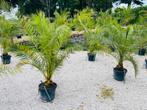 🌴 Phoenix canariensis-palm -8 graden. BEZORGING ook 🚛, Ophalen of Verzenden, Winter, In pot, Palmboom
