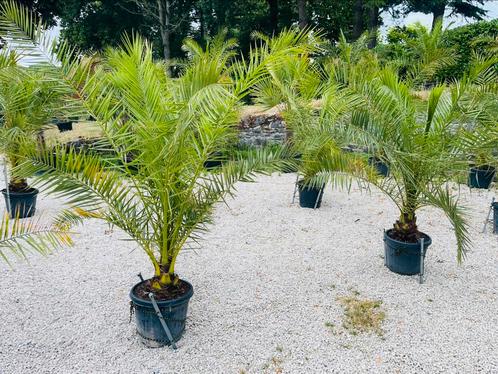🌴 Phoenix canariensis-palm -8 graden. BEZORGING ook 🚛, Tuin en Terras, Planten | Bomen, Palmboom, Winter, In pot, Ophalen of Verzenden
