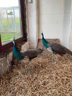 Jonge blauwe pauwhanen, Dieren en Toebehoren, Pluimvee