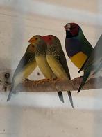 Goulds, Dieren en Toebehoren, Meerdere dieren, Tropenvogel, Geringd