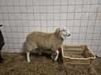 Dekrammen te koop, Dieren en Toebehoren, Schapen, Geiten en Varkens