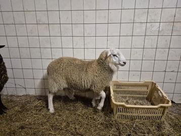 Dekrammen te koop beschikbaar voor biedingen