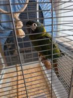 Poupée ara Geelnek à échanger, Animaux & Accessoires, Perroquet, Domestique