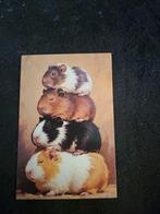Postkaart cavia's, Verzamelen, Postkaarten | Dieren, Ophalen of Verzenden