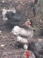 Brahma kriel, Dieren en Toebehoren