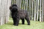 Prachtige medium labradoodle pups (gemeleerd en choco), Dieren en Toebehoren, België, Overige rassen, CDV (hondenziekte), 8 tot 15 weken