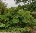 Tetrapanax papyrifer of rijstpapierplant, Tuin en Terras, Ophalen of Verzenden, Winter