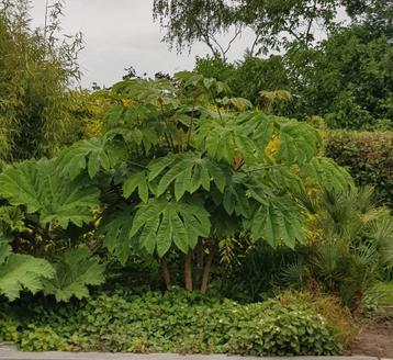 Tetrapanax papyrifer of rijstpapierplant beschikbaar voor biedingen