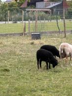 Ouessant ooilam, Dieren en Toebehoren, Schapen, Geiten en Varkens, Vrouwelijk, Schaap, 0 tot 2 jaar