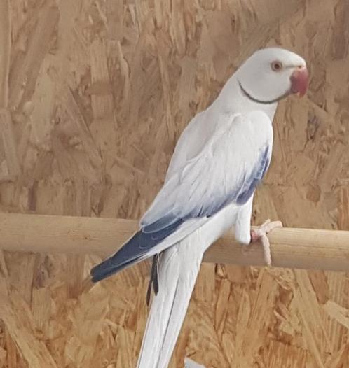 Halsbandparkieten in verschillende kleuren, Animaux & Accessoires, Oiseaux | Perruches & Perroquets