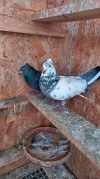 Mooie Koppel hogevlieger(iraanis duiven), Animaux & Accessoires, Oiseaux | Pigeons