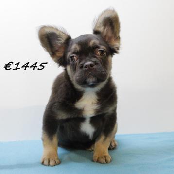 FLUFFY Bouledogue Français - chiots à vendre, 15 semaines à 1 an, Parvovirose, Autres races, Plusieurs animaux